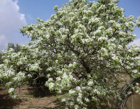 Caratteristiche della pianta di peperoncino