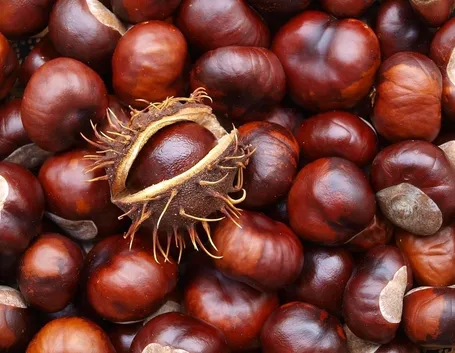 Castagne