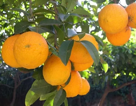 Domanda : Arancio