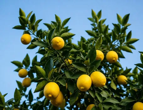 Domanda: il mio limone è spacciato?