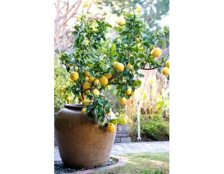 Domanda: limone da seme