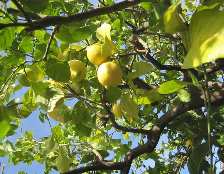 Domanda : limone in aiuola
