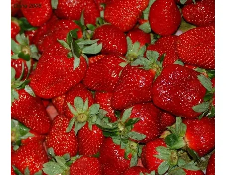 Fragola-29