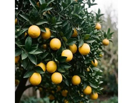 Generalità