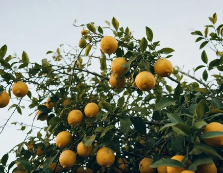 Risposta : Caduta delle foglie nel limone