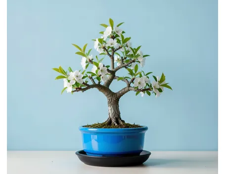 mazzi bianco e verde