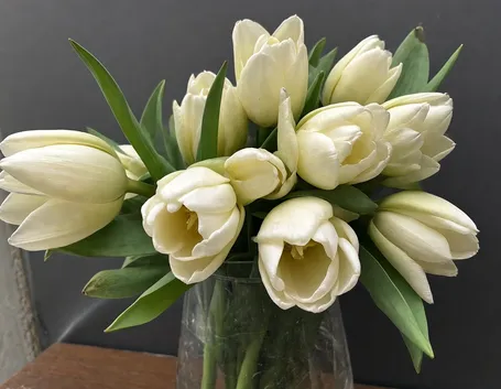 mazzi di tulipani bianche-1
