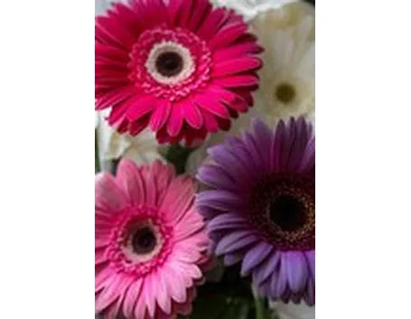 mazzi rosa e viola