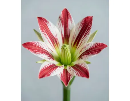 significato fiori tulipani rosse-1