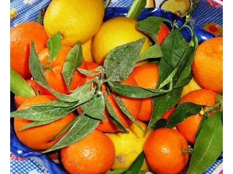 Agrumi