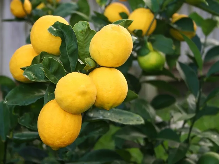 Gli agrumi in giardino