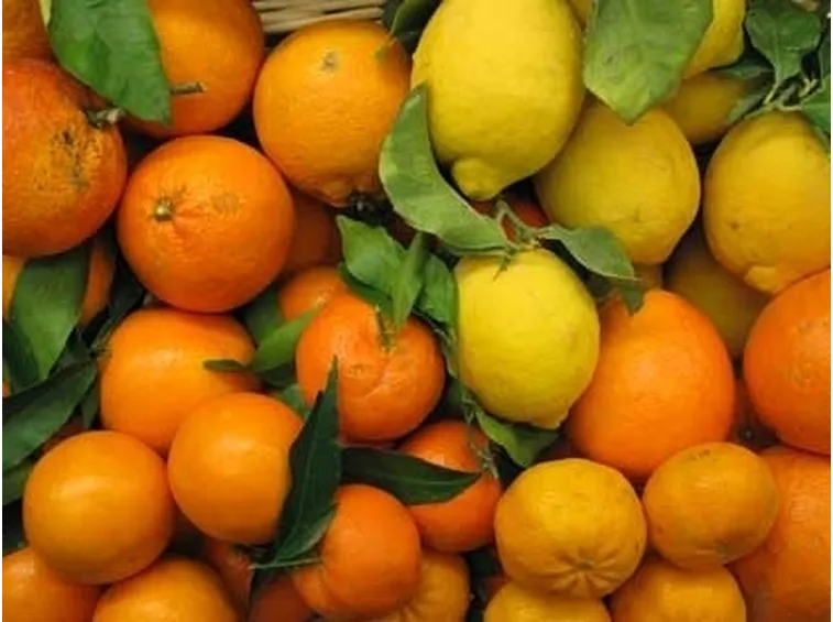 I frutti degli agrumi
