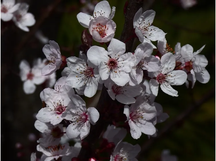 Alberi da Frutta-9