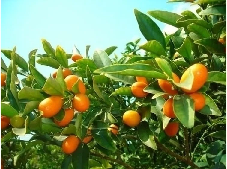 Alberi da Frutta-7