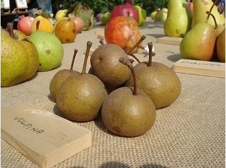 Alberi da Frutta-8