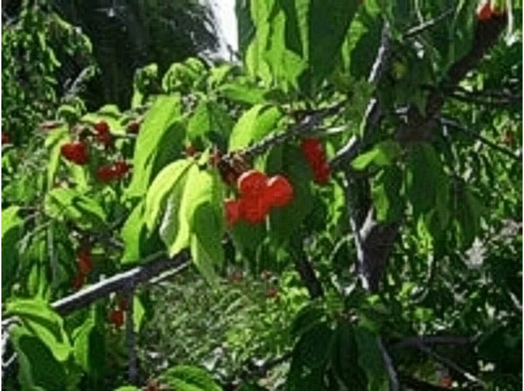 Domanda : alberi da frutta