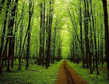 Alberi ed arbusti
