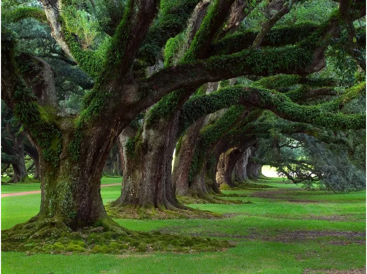 Alberi