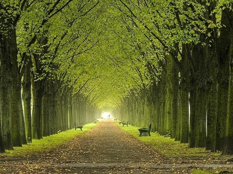 Alberi per balconi esposti a nord o a ovest