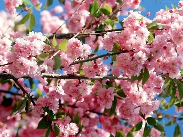ALBERI DA FIORE : IL PESCO