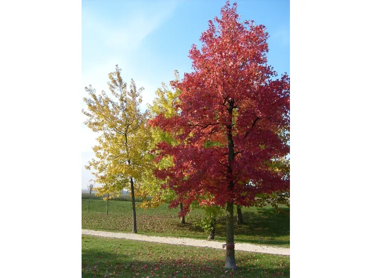 Alberi per balconi esposti a est