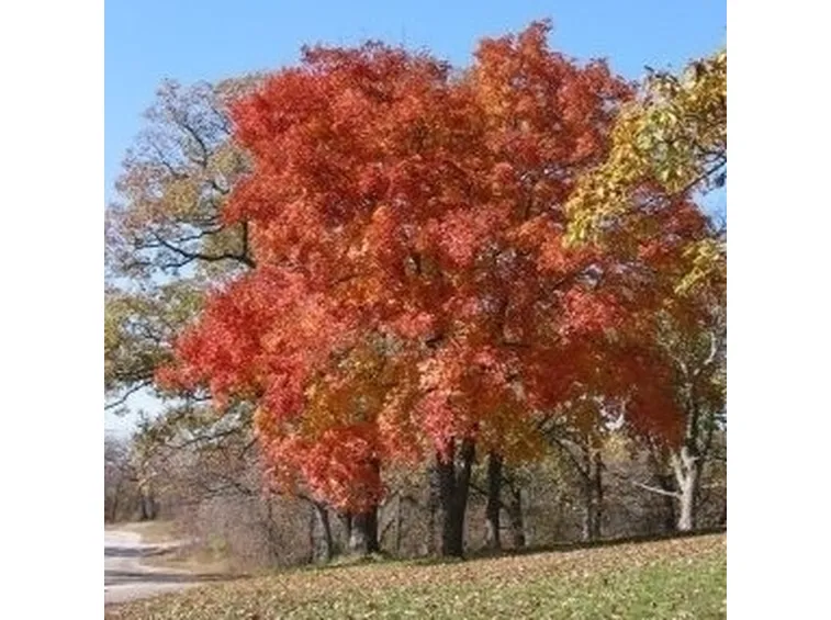 Come coltivari i semi degli alberi