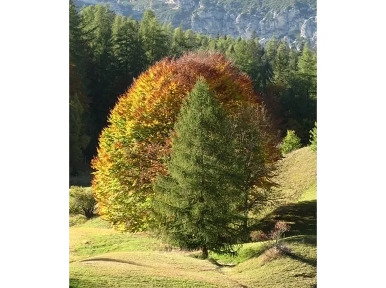 Domanda: come scacciare gli uccelli dagli alberi di ciliegie?