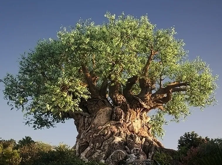 ALBERI DA FRUTTA