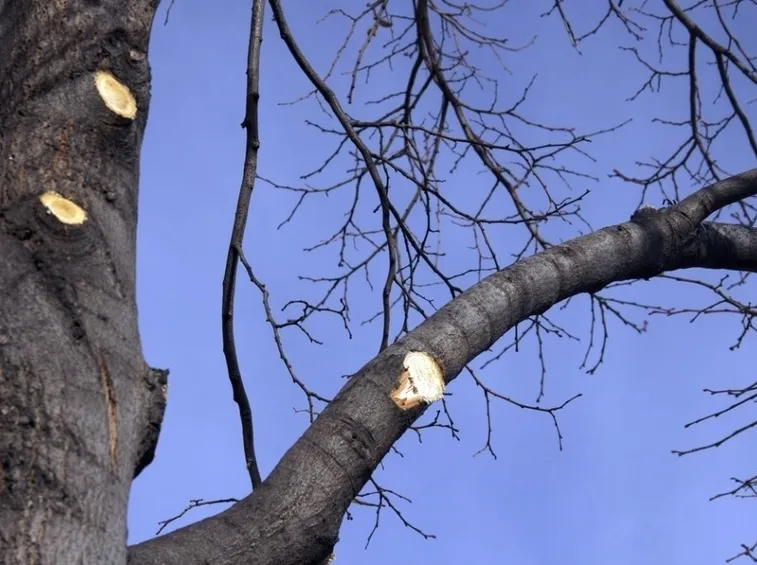Potatura degli alberi da frutto