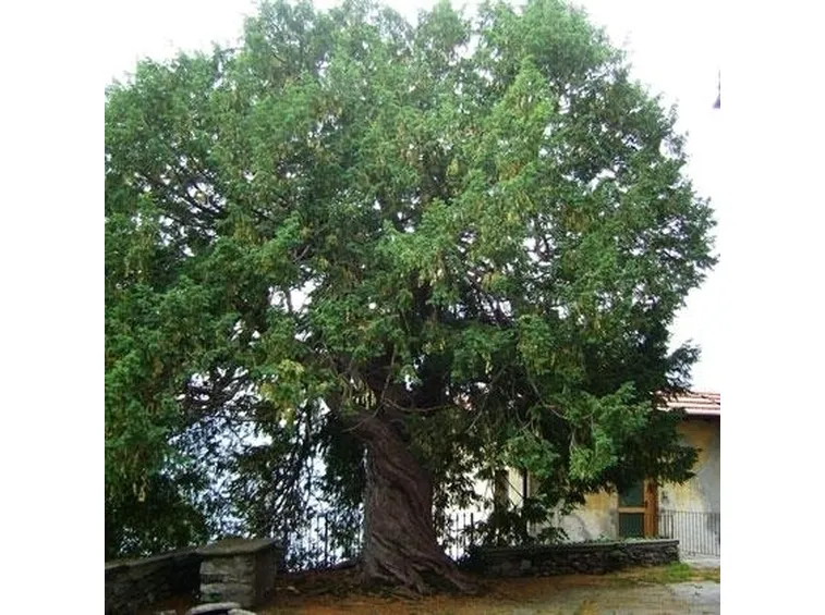 Alberi da fiore da giardino
