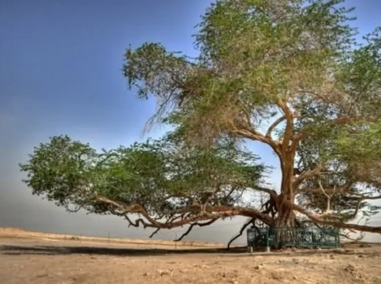 Alberi finti da design