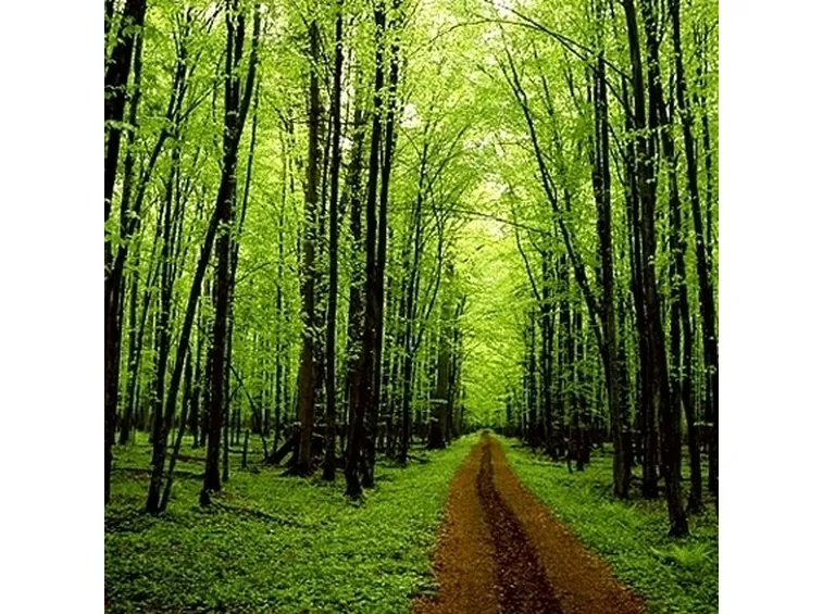 Alberi da frutto