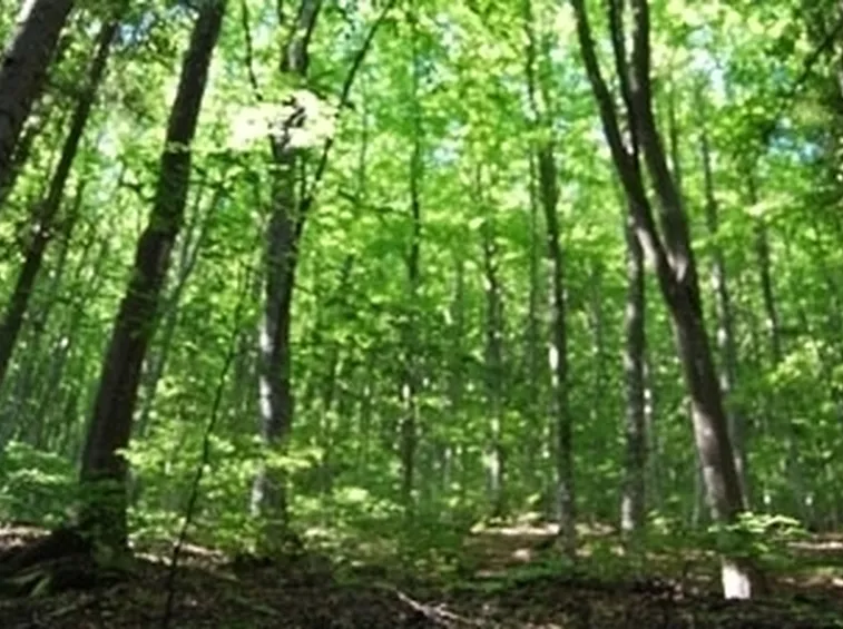 ALBERI DA FIORE : IL MANDORLO