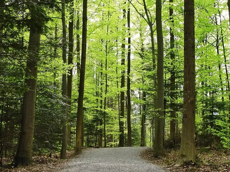Come fare il giardino: gli alberi da scegliere