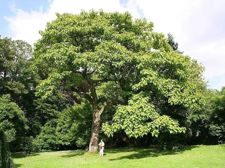 Domanda : scelta alberi