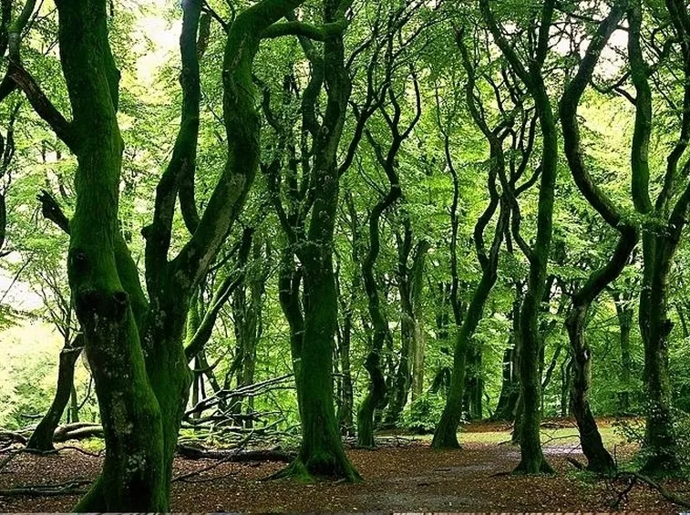 Gli alberi rampicanti da giardino