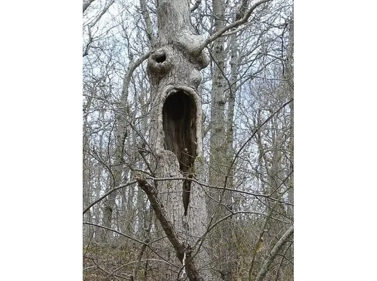 Potare alberi