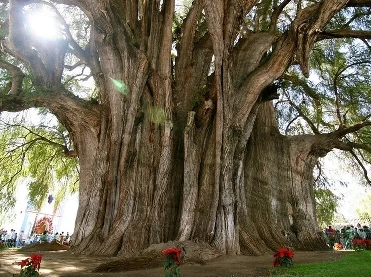 Risposta: scegliere alberi da frutto
