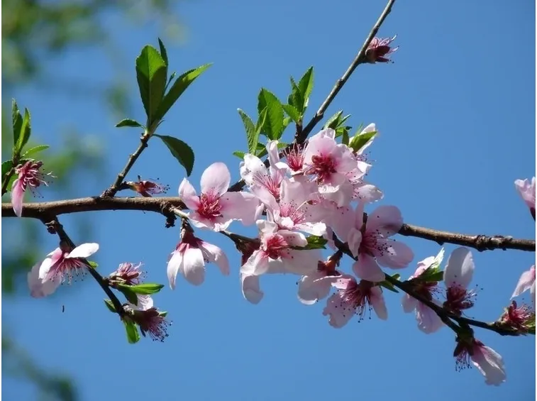 Alberi a fioritura rosa