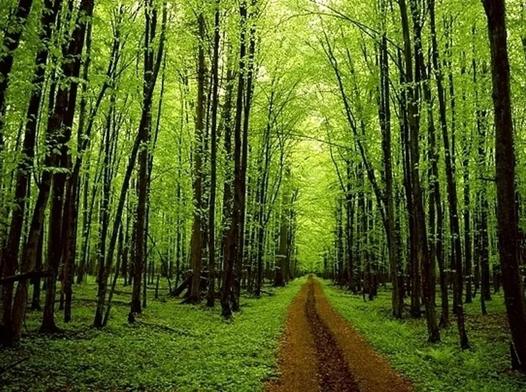 Alberi ed arbusti

