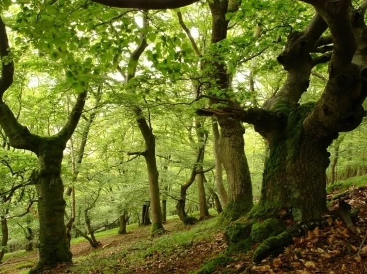 ALBERI SEMPREVERDI