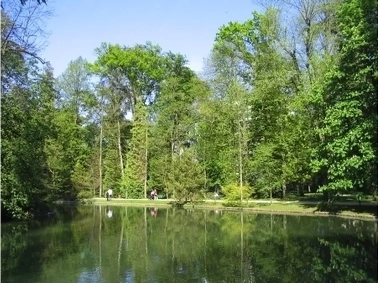 Il mondo della vendita online degli alberi