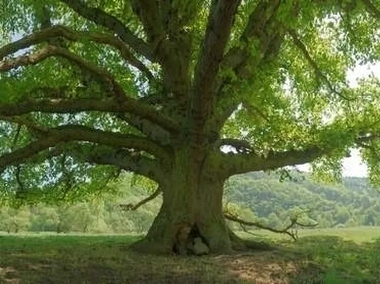Alberi monumentali 