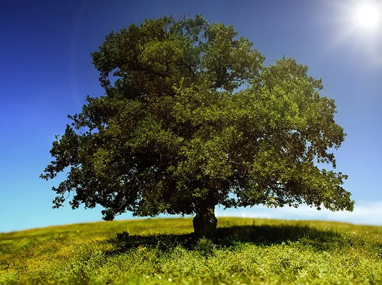 Alberi caducifoglie 