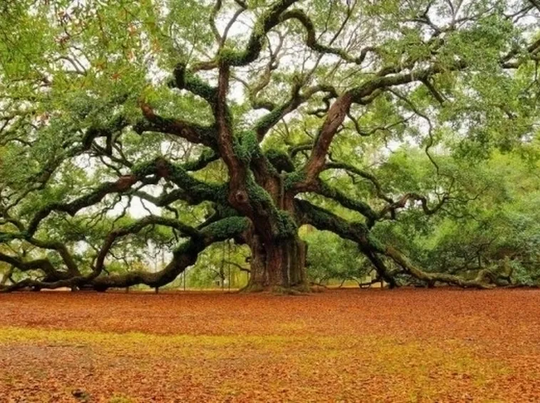 Alberi e arbusti