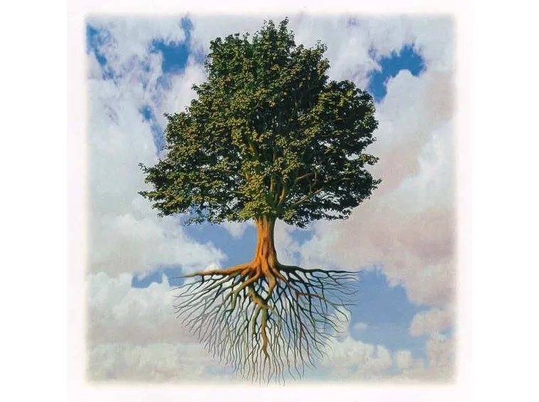 Un primo approccio pratico agli alberi da giardino