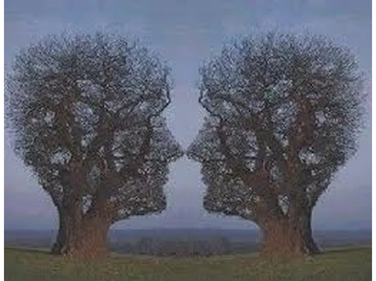 Alberi sempreverdi da giardino 