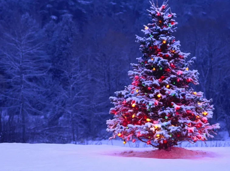 Domanda: Albero di natale