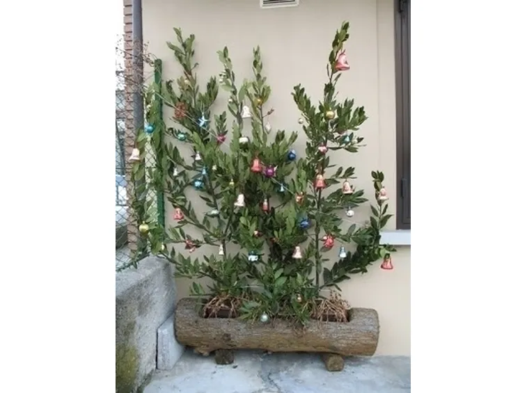 Scegliere un albero di Natale