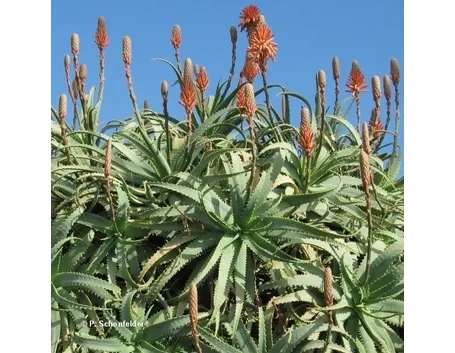 Coltivare l'aloe